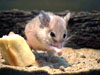 каирская мышь