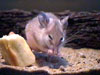 каирская мышь