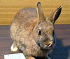 карликовый кролик