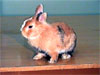карликовый кролик