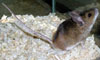Малая лесная мышь