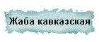 Жаба кавказская