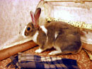 кролик Фантик