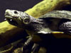 Жабоголовая черепаха